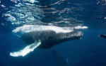 Humpback-whale.large