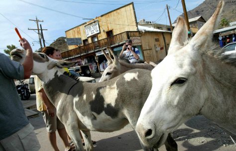Oatman burros, Arizona.