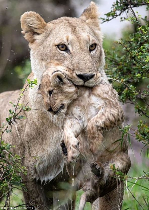 upclose_lion_cub_kenya
