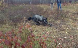 This is what is called &quot;moral and ethical&quot; by Wisconsin wolf killers.