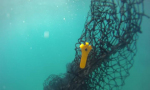 Engineering student Alejandro Plasencia has created a biodegradable fishing net that aims to prevent marine animals from dying in fishing nets.