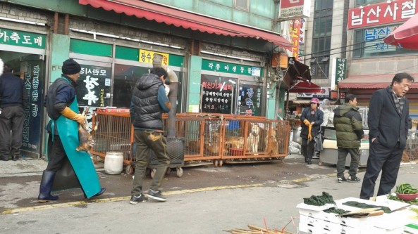 Korean dog market