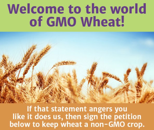 Keep_wheat_non-GMO