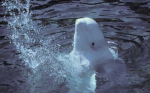 Belugas may actually blow bubbles based on their mood. A new study reveals why beluga whales blow bubbles underwater and how the shape of the bubbles may indicate their feelings. (Photo : NOAA)