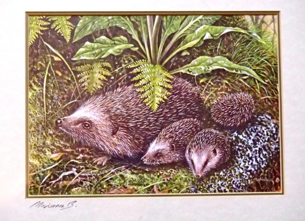 Hedgehog family