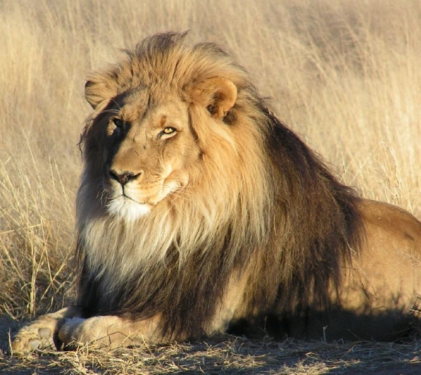 Lion by AJC1. CC BY-SA 2.0