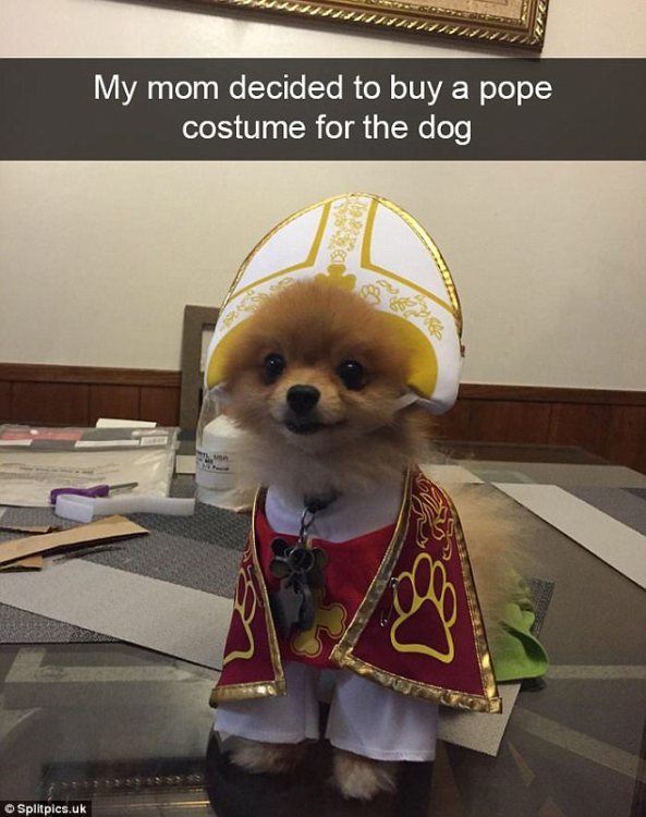 dog_religious_outfit.jpg