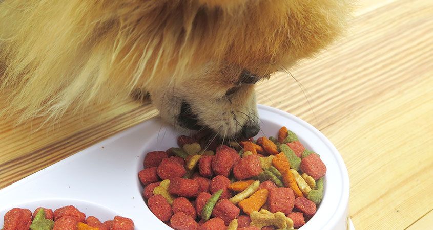 Most-common-food-allergies-in-dogs