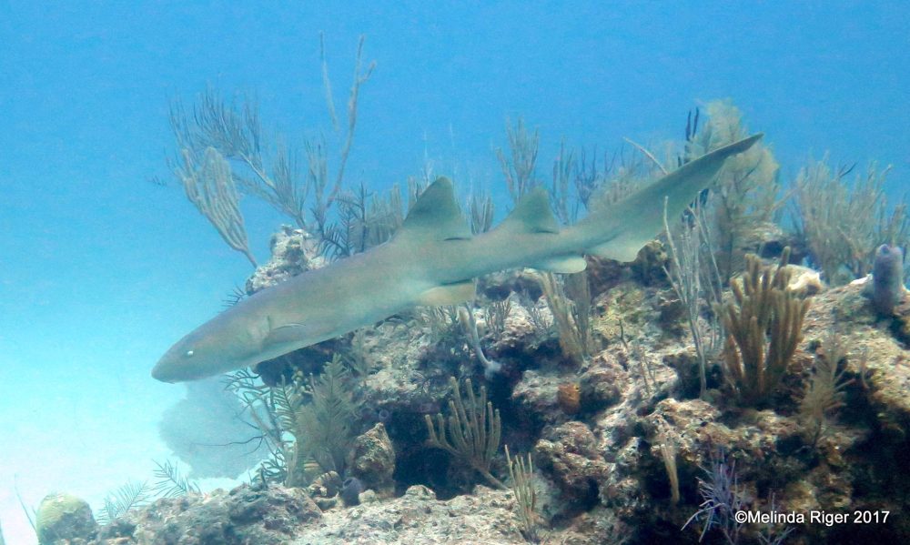 Sharks in Bahamas - Melinda Riger / Grand Bahama Scuba